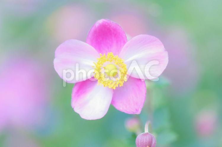 可愛いピンクのシュウメイギク シュウメイギク,花,植物の写真素材