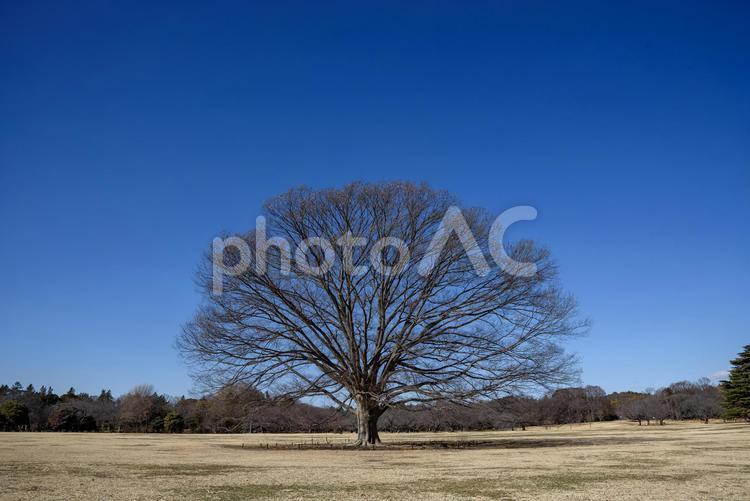大ケヤキ（昭和記念公園） 大ケヤキ,欅,大木の写真素材