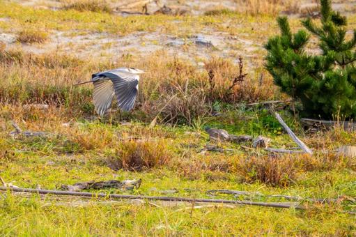 アオサギの飛翔(27) 鳥,野鳥,アオサギの写真素材