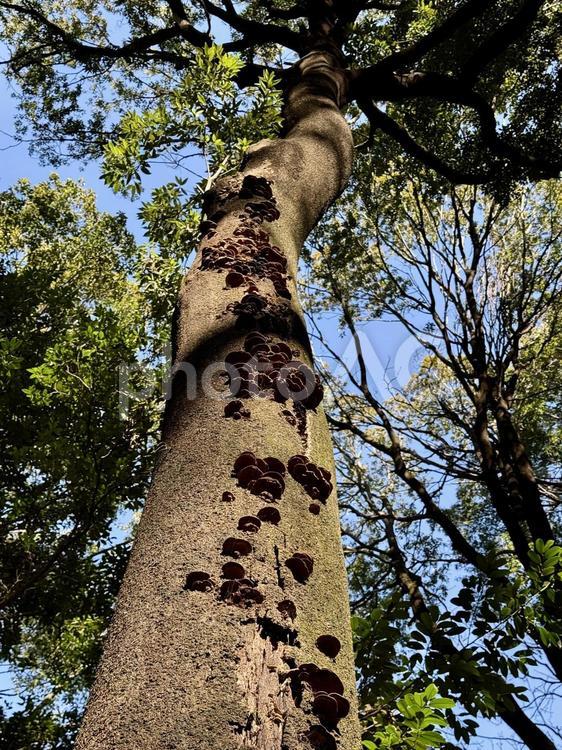 サルノコシカケが生えた木 ゴムノキ,ブナ,サルノコシカケの写真素材