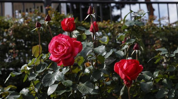 【花の写真】ばらの花 rose,植物,園芸の写真素材