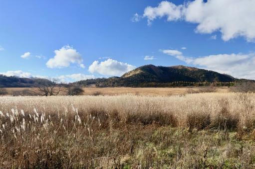 八島湿原 高原,草原,湿原の写真素材