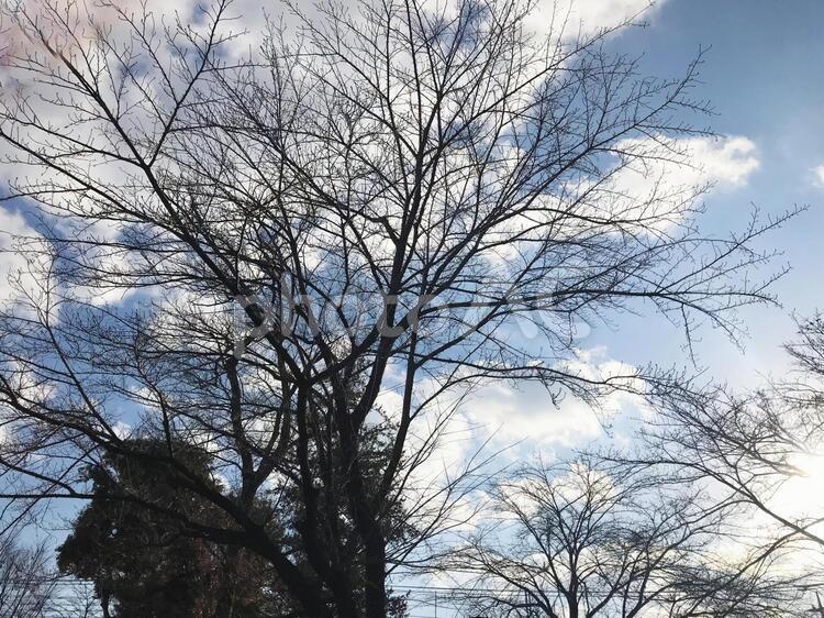 秋から冬へ変わる木々と空 03 公園,冬,景色の写真素材