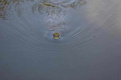 水面から顔を出す亀 水面から顔を出す亀の写真