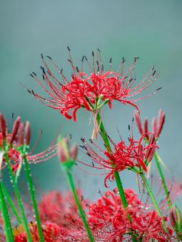 彼岸花 彼岸花 秋,木,自然の写真素材