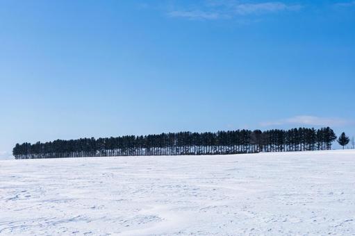 松並木のある冬の畑 松並木のある冬の畑 青空,雪原,林の写真素材