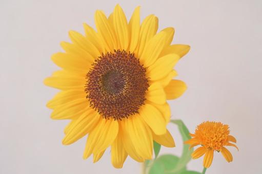 ひまわりとミニひまわり ひまわりとミニひまわり ひまわり,イエロー,室内の写真素材