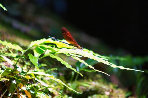 ニホンカワトンボ ニホンカワトンボ,オオカワトンボ,トンボの写真素材