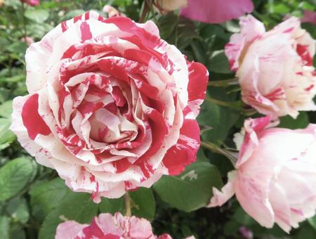 バラ(マーブル) バラ(マーブル) 薔薇,ばら,バラの写真素材