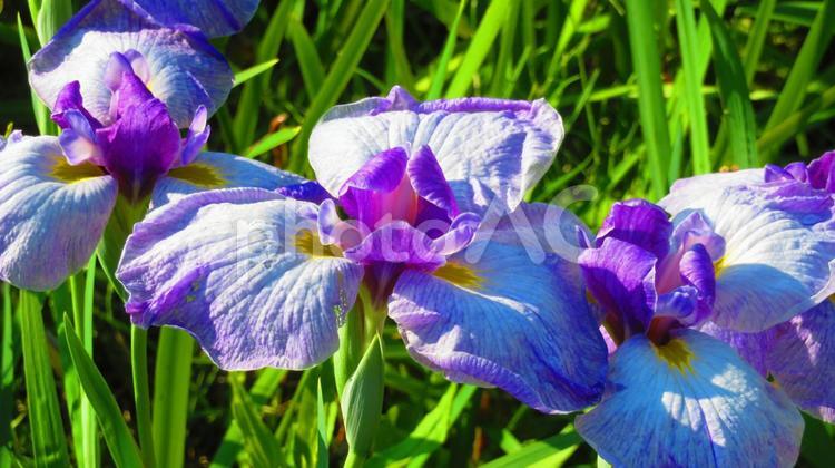 ５月下旬のハナショウブの花 背景,ハナショウブ,花しょうぶの写真素材