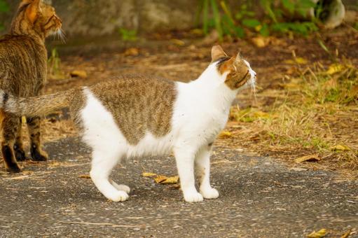 のんびりくつろぐのら猫 猫,ネコ,動物の写真素材