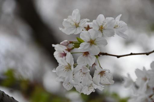 桜(染井吉野・ソメイヨシノ) 桜(染井吉野・ソメイヨシノ) 桜,染井吉野,花見の写真素材