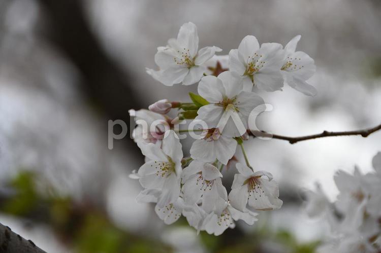 桜（染井吉野・ソメイヨシノ） 桜,染井吉野,花見の写真素材