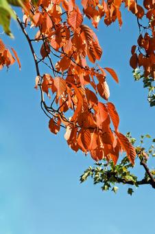 サクラ紅葉と青空 葉,秋,カエデの写真素材