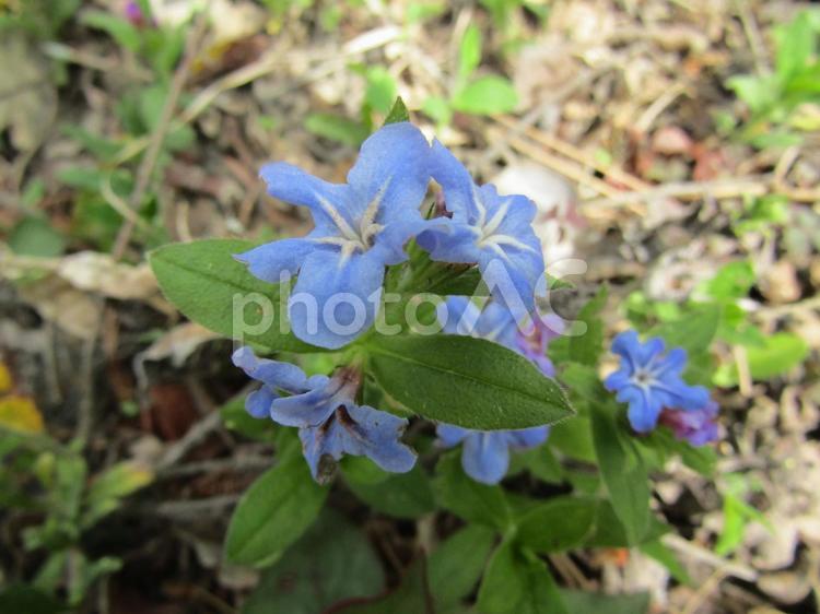ほたるかずら 蛍カズラ,ムラサキ,花の写真素材