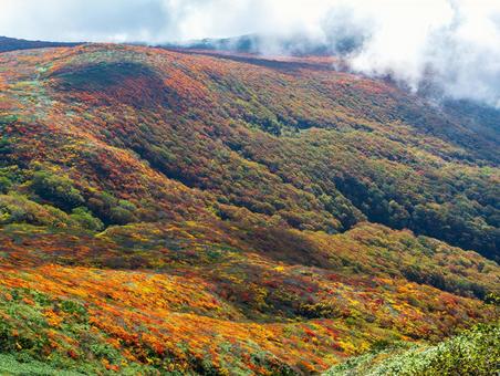 紅葉の栗駒山(須川岳) 紅葉の栗駒山(須川岳)の写真