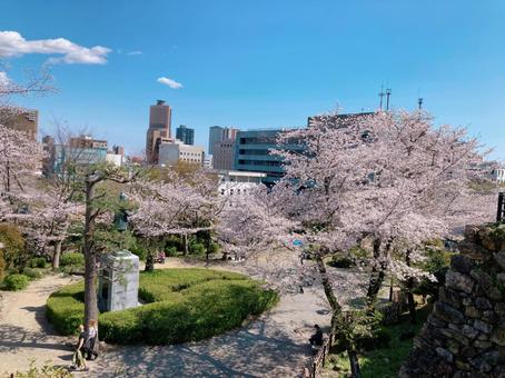 浜松城公園の桜 浜松城公園の桜 桜,浜松城公園,アクトシティ浜松の写真素材