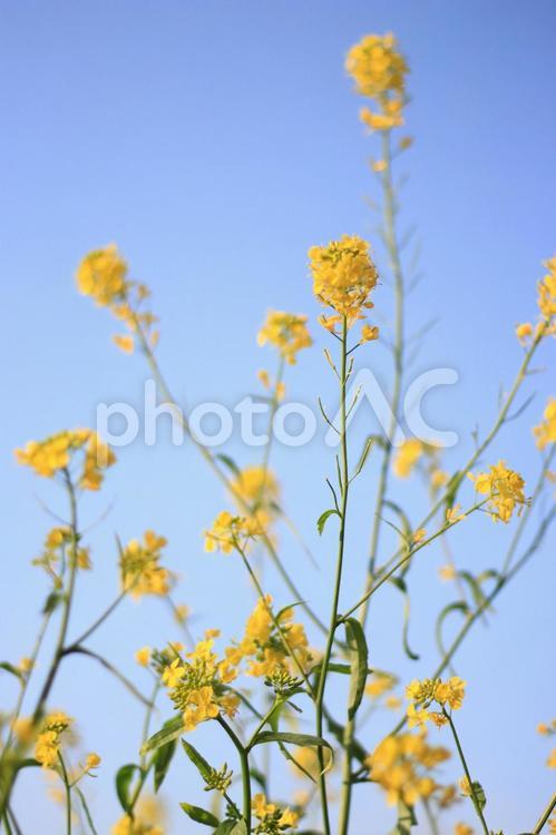 ボケ感のある菜の花と青空バック01 ボケ感のある,菜の花,黄色の写真素材