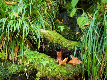 森４ 森,森の中,苔の写真素材