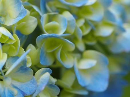 紫陽花 咲き始め 紫陽花 咲き始めの写真