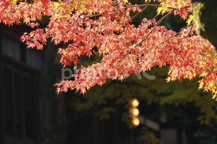 紅葉と家屋の風景です 秋,紅葉,楓の写真素材