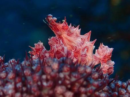 イソコンペイトウガニ イソコンペイトウガニ,カニ,マクロの写真素材