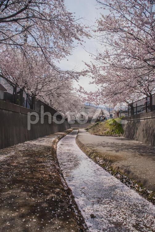 水路の桜並木 桜,ソメイヨシノ,青空の写真素材