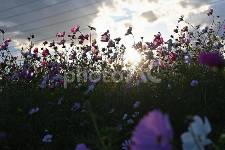 夕陽を浴びるコスモス畑 花,ピンクの花,緑の写真素材