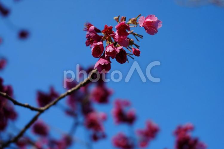 3月の青い空のカンヒ桜 ピンク,木,鮮やかの写真素材