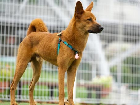 ドッグランの犬(保護犬) ドッグランの犬(保護犬) 犬,保護犬,雑種の写真素材