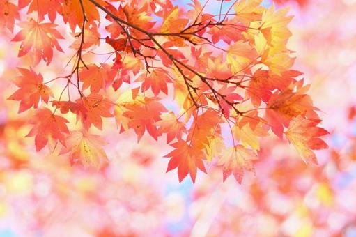 かえでの紅葉の写真