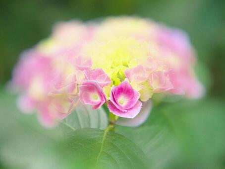 Hydrangea blooming in soft, JPG