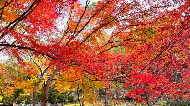 秋の美しい景色 赤く色づいた満開の紅葉 秋の美しい景色 赤く色づいた満開の紅葉の写真