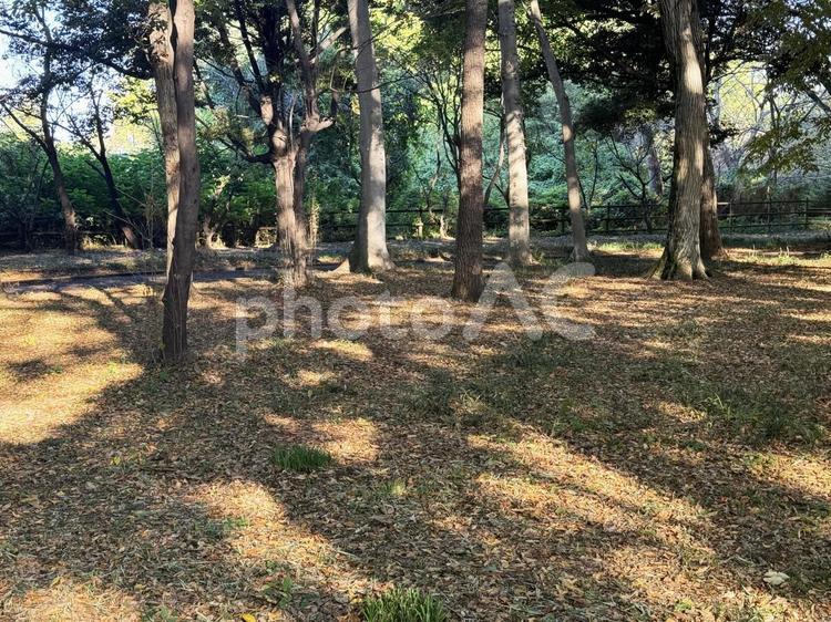 冬の雑木林 冬,冬景色,冷たいの写真素材