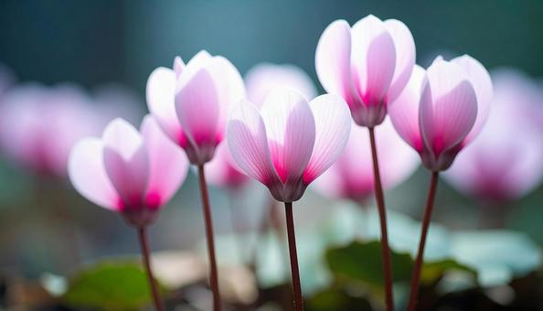 冬の花 シクラメン 冬の花 シクラメンの写真