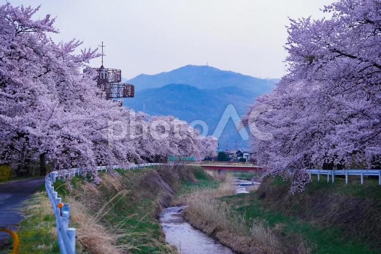 横河川の桜並木 長野県,岡谷市,諏訪市の写真素材