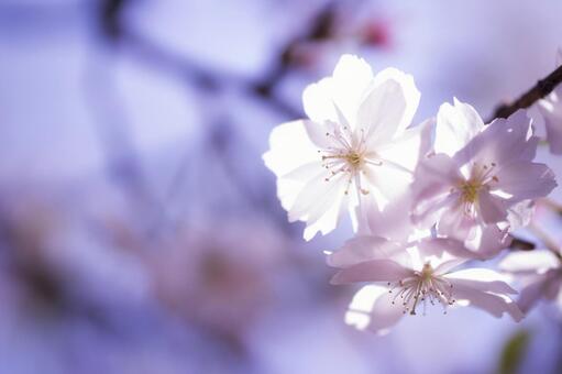 桜 桜の写真