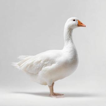 清潔感あふれる、白いガチョウ 清潔感あふれる、白いガチョウの写真