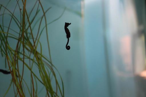 タツノオトシゴ 仙台海の杜水族館,タツノオトシゴ,水槽の写真素材