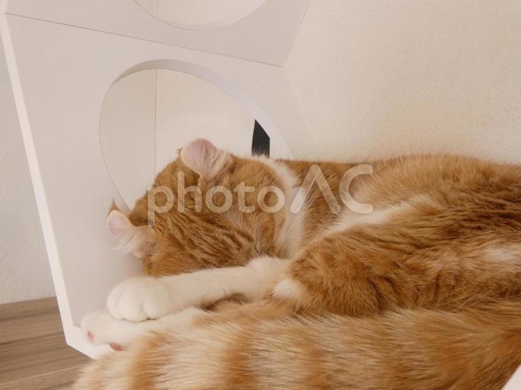 眠る猫たち：ちょっと引き気味 猫,眠り,スヤスヤの写真素材