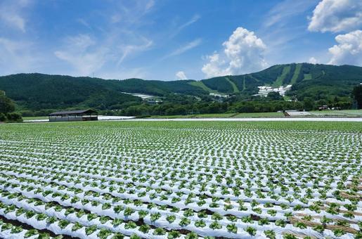 信州菅平高原に広がる広大なレタス畑 信州菅平高原に広がる広大なレタス畑 レタス,レタス畑,野菜の写真素材