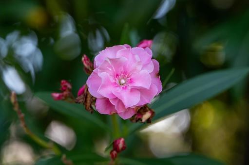 Oleander, JPG