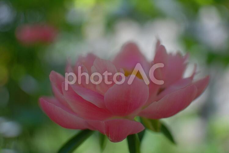 芍薬(長谷寺) 芍薬,シャクヤク,花の写真素材