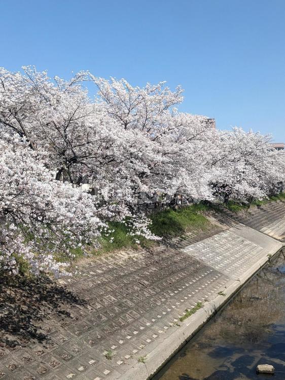 川沿いの桜_1 桜,桜並木,満開の写真素材