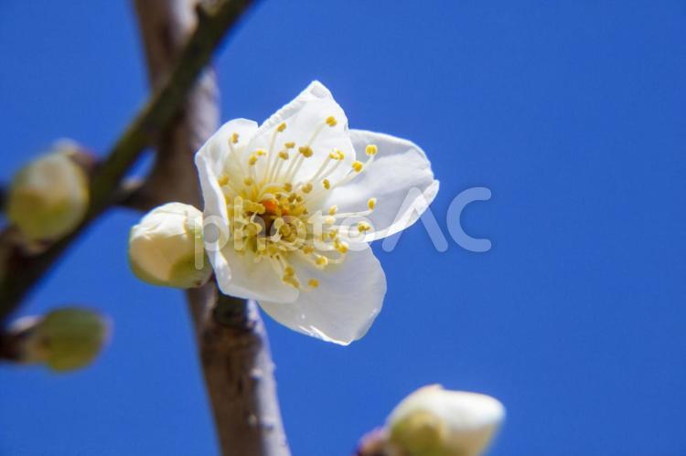 農業公園の梅34（田原市） 白梅,梅の花,花の写真素材