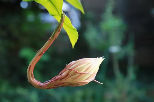 月下美人つぼみ 植物,花,つぼみの写真素材