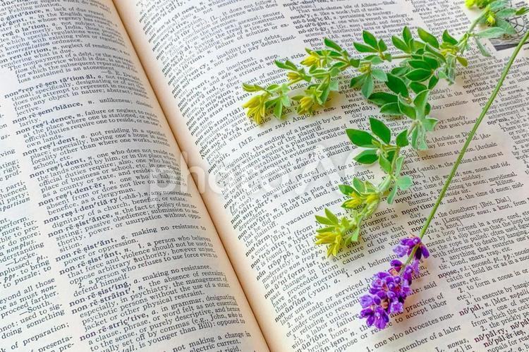 洋書とハーブ(生花) 読書,読む,洋書の写真素材
