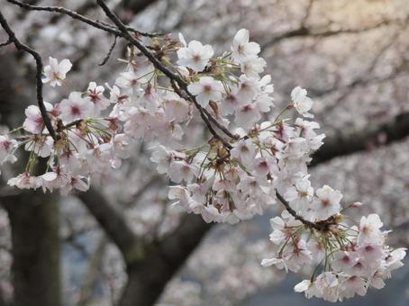 桜の花びら　春の写真