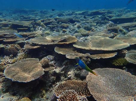 ヤマブキベラとサンゴ礁 魚,スキューバダイビング,生き物の写真素材