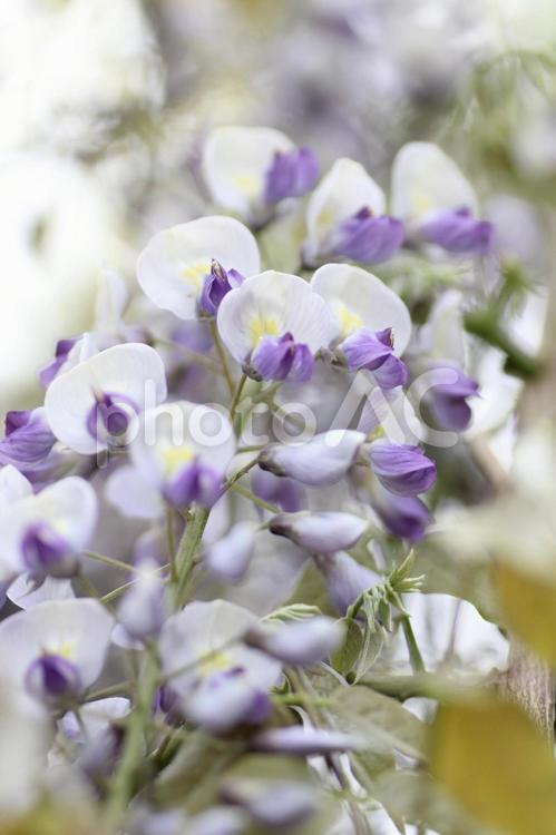 藤の花のクローズアップ 藤棚,ふじ棚,フジの写真素材